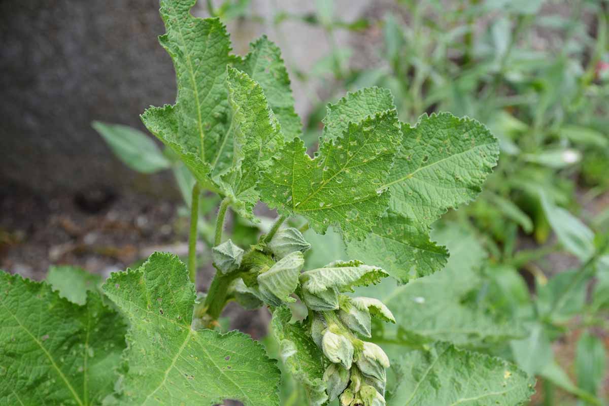 A close up horizontal of the damage done to the foliage of a plant after an infestation from hollyhock weevils.