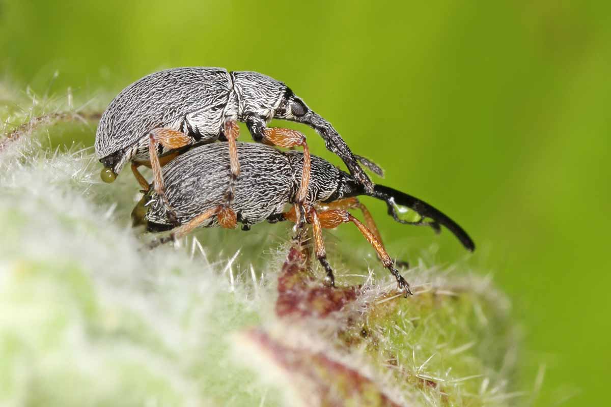A close up horizontal image of two hollyhock weevils (Rhopalapion longirostre) mating, pictured on a green soft focus background.