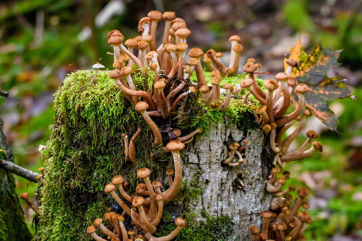 A close up horizontal image of small honey mushrooms aka Armillaria mellea growing on a rotting stump in the forest.