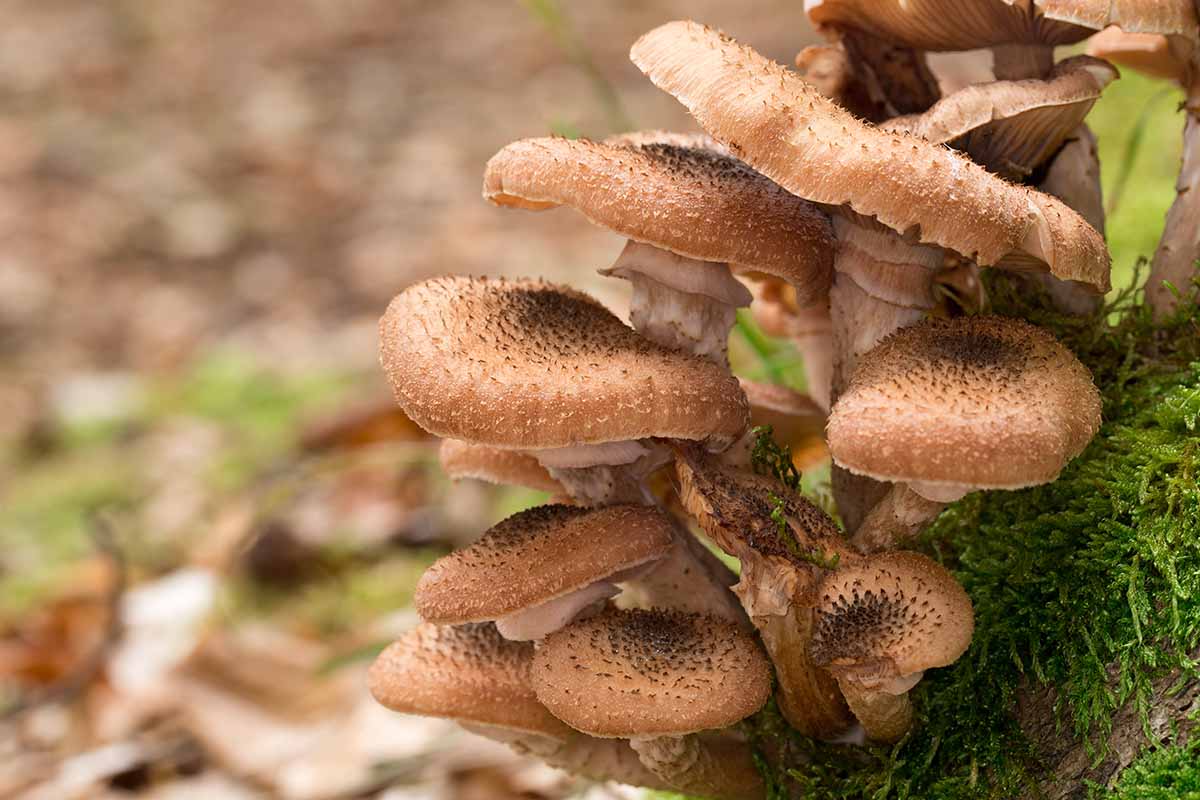 A close up horizontal image of Armillaria mellea aka honey fungus mushrooms growing around a stump.