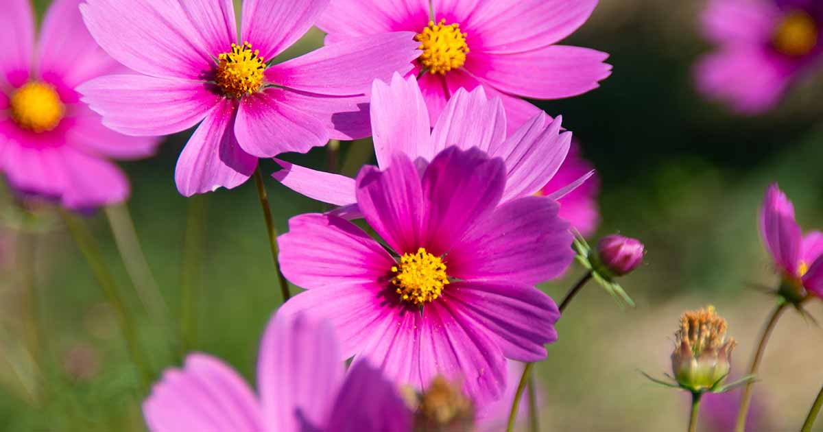 When and How to Deadhead Cosmos Flowers