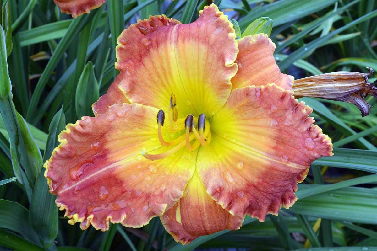 A close up horizontal image of a single daylily flower growing in the garden with a spent bloom behind it flanked with foliage.