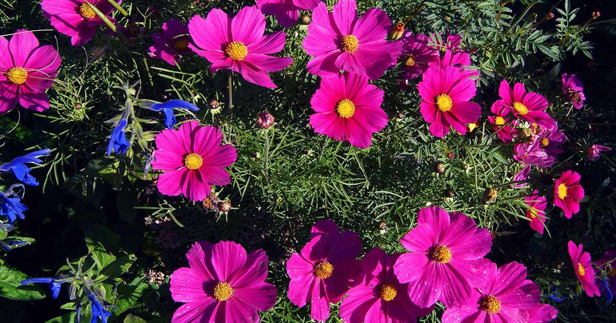 When and How to Fertilize Cosmos Flowers