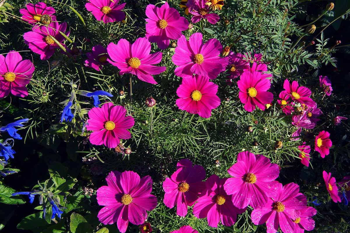 A close up horizontal image of bright pink cosmos flowers growing in the garden pictured in strong sunshine.