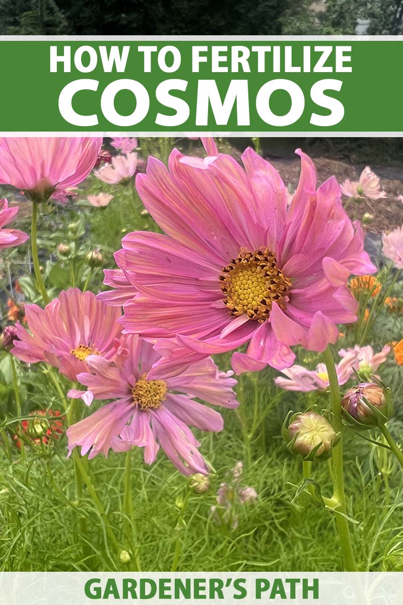 A close up vertical image of cosmos flowers growing in a meadow. To the top and bottom of the frame is green and white printed text.