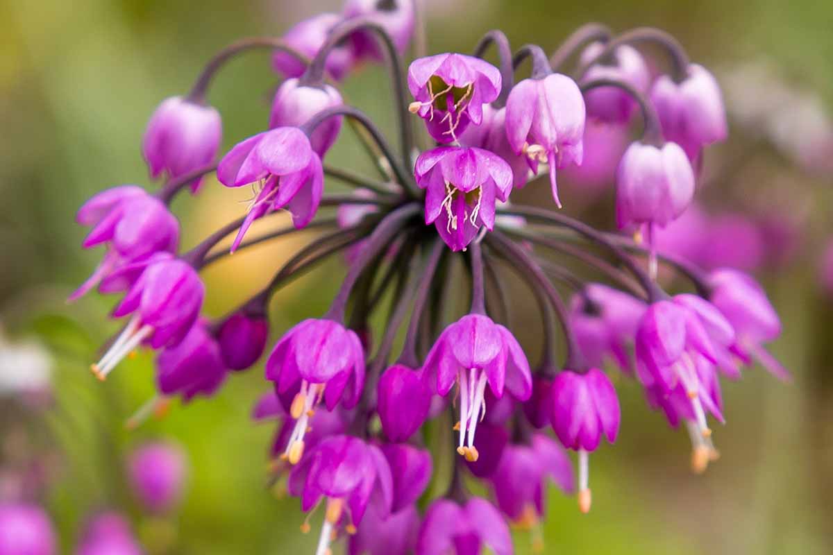 A close up horizontal image of the petals and flower stems of a pink nodding onion aka lady's leek flower pictured on a soft focus background.