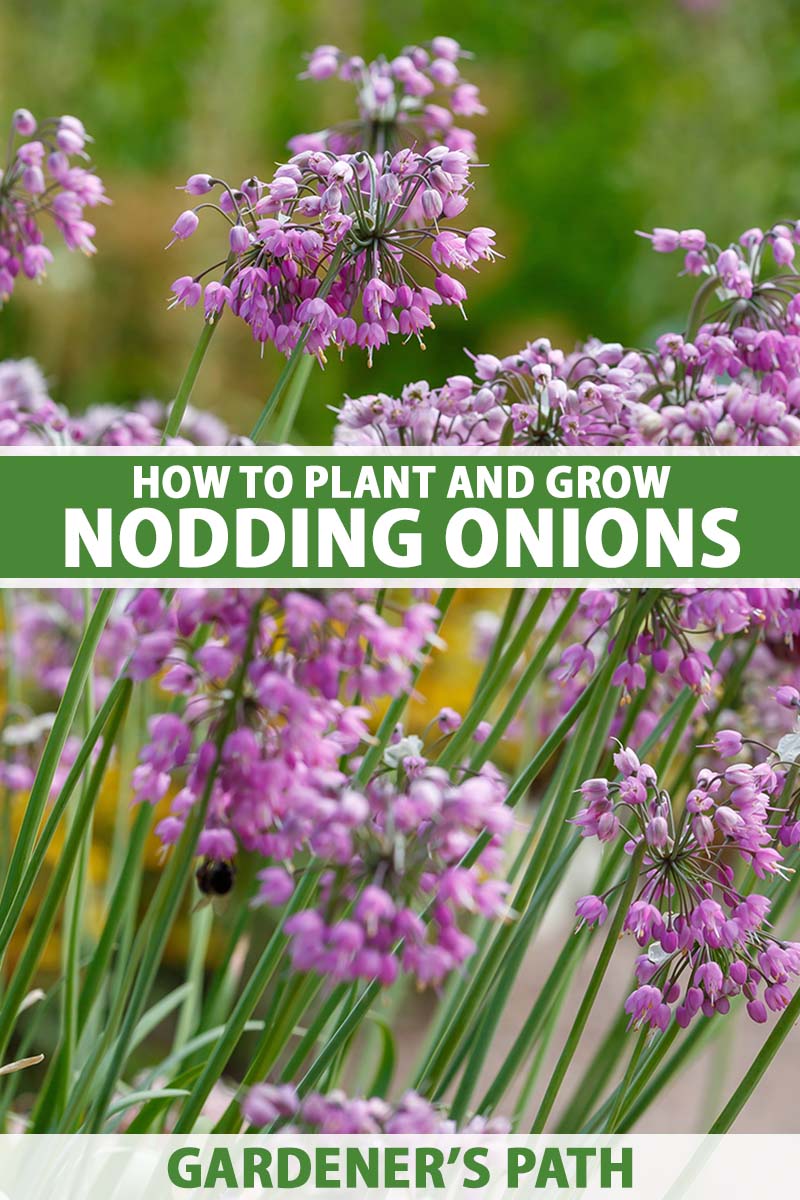 A close up vertical image of nodding onions with light pink flowers growing in the garden pictured on a soft focus background. To the center and bottom of the frame is green and white printed text.