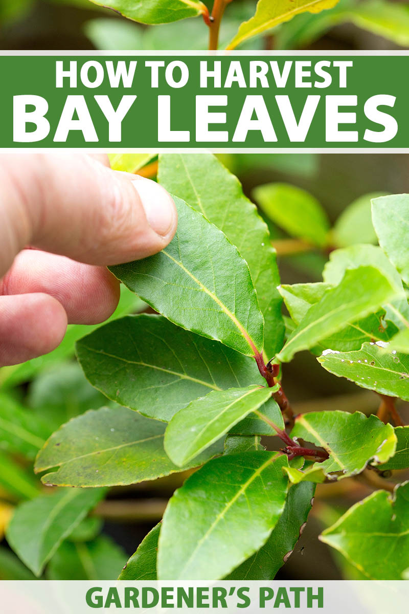A close up vertical image of a hand from the left of the frame going to harvest a bay laurel leaf from a tree. To the top and bottom of the frame is green and white printed text.