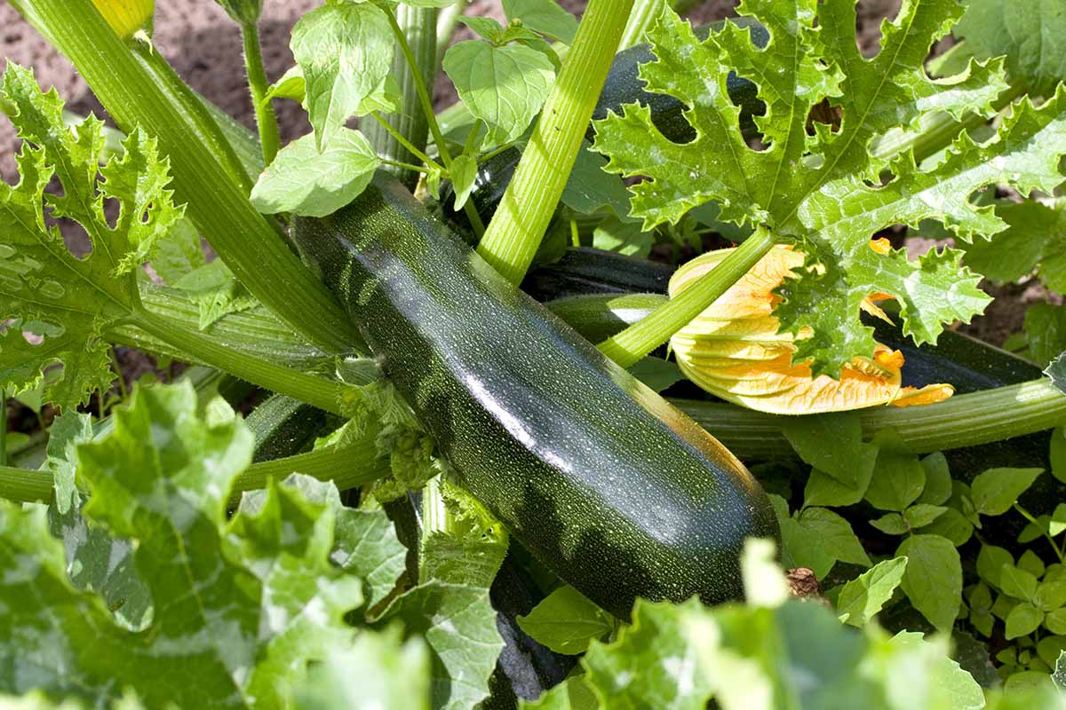A horizontal photo of a ripe, ready-to-harvest zucchini in a garden.