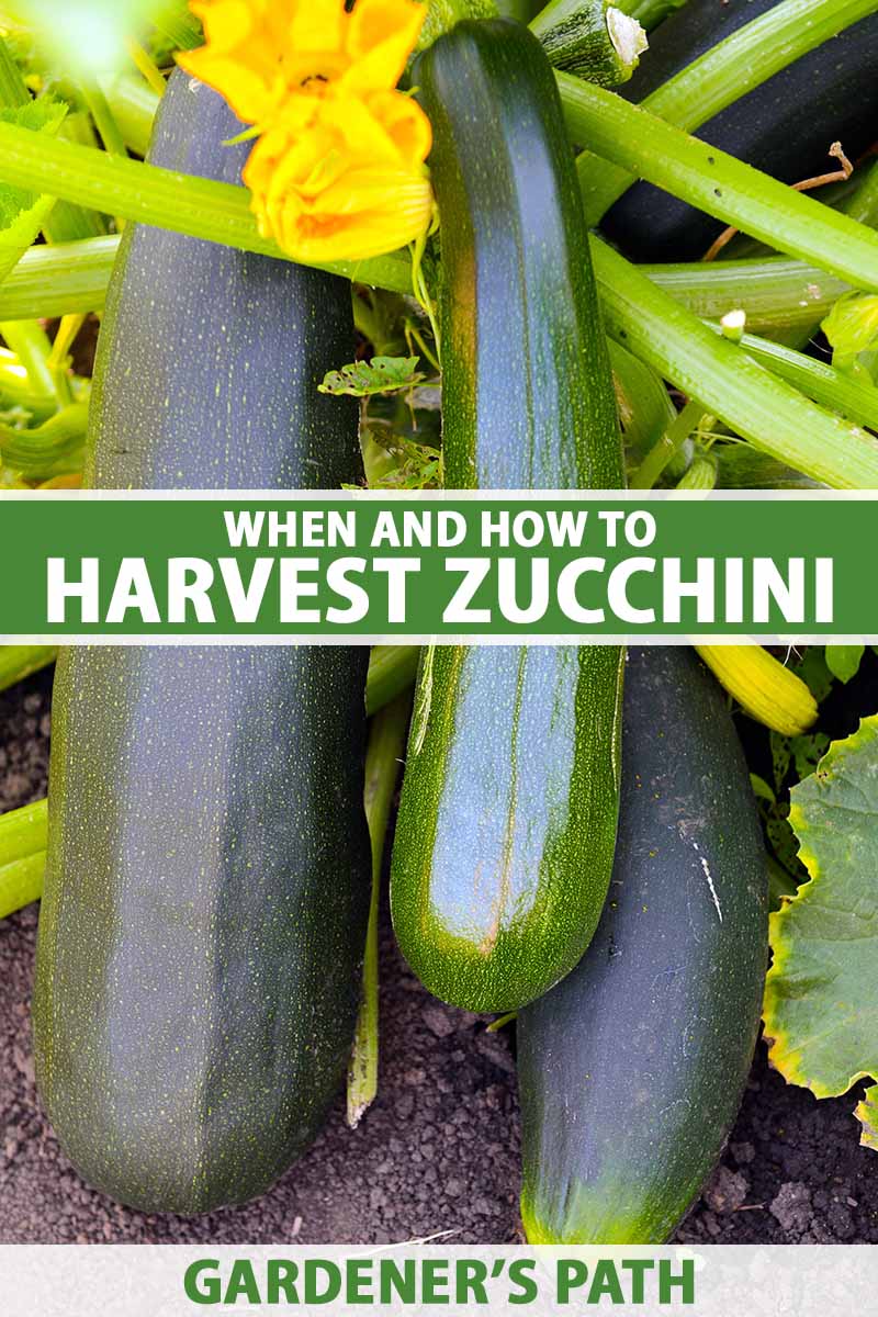 A vertical close up of ripe zucchini in a garden. Green and white text span the center and bottom of the frame.