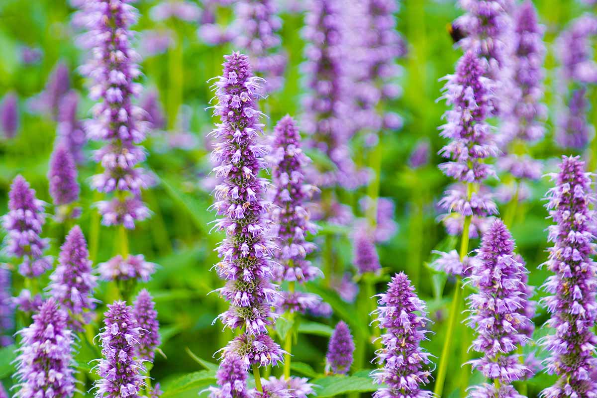 A close up horizontal image of purple anise hyssop flowers growing in the garden pictured on a soft focus background.