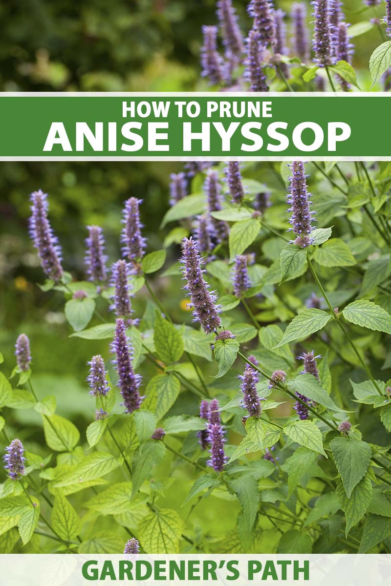 A close up vertical image of a large anise hyssop plant with purple flowers growing in the garden pictured on a soft focus background. To the top and bottom of the frame is green and white printed text.