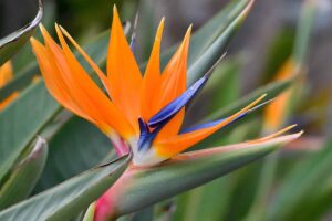 A horizontal close up of a colorful bird of paradise flower head.