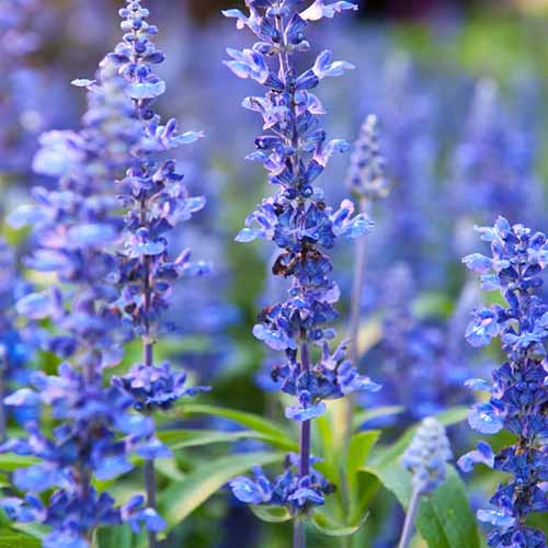 A close up square image of bright blue hyssop flowers pictured on a soft focus background.