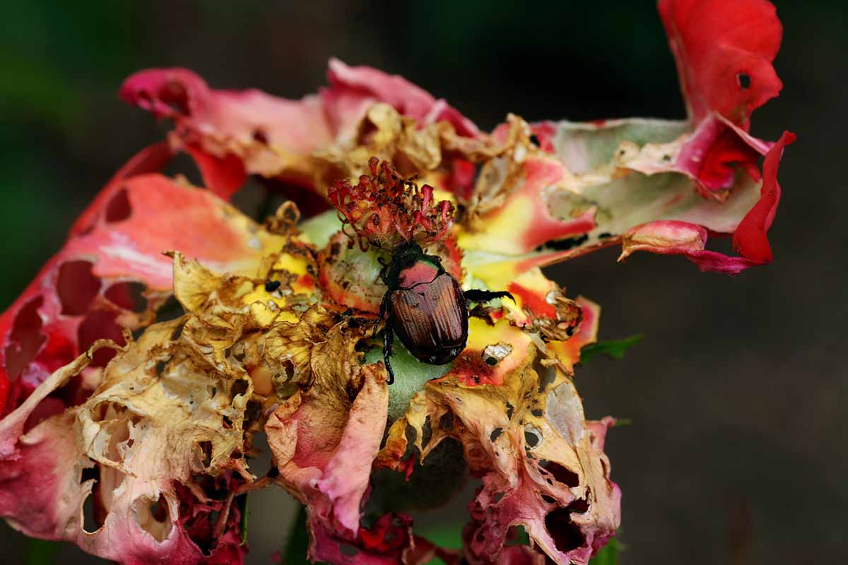 A close up horizontal image of a Japanese beetle feeding on a flower pictured on a dark background.