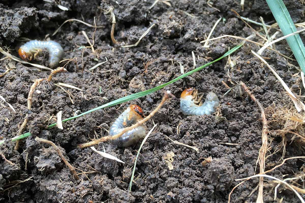 A close up horizontal image of small grubs in the soil in a lawn.
