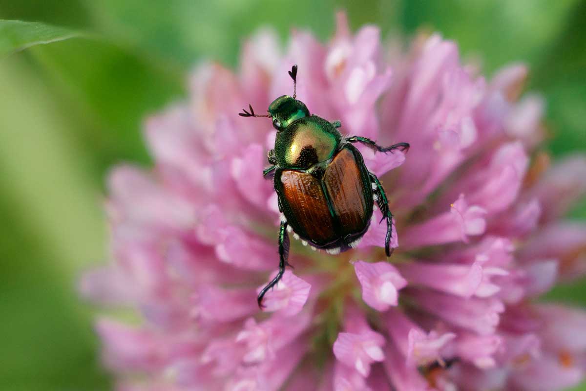 A close up horizontal image of a Japanese beetle on a pink clover flower pictured on a soft focus background.