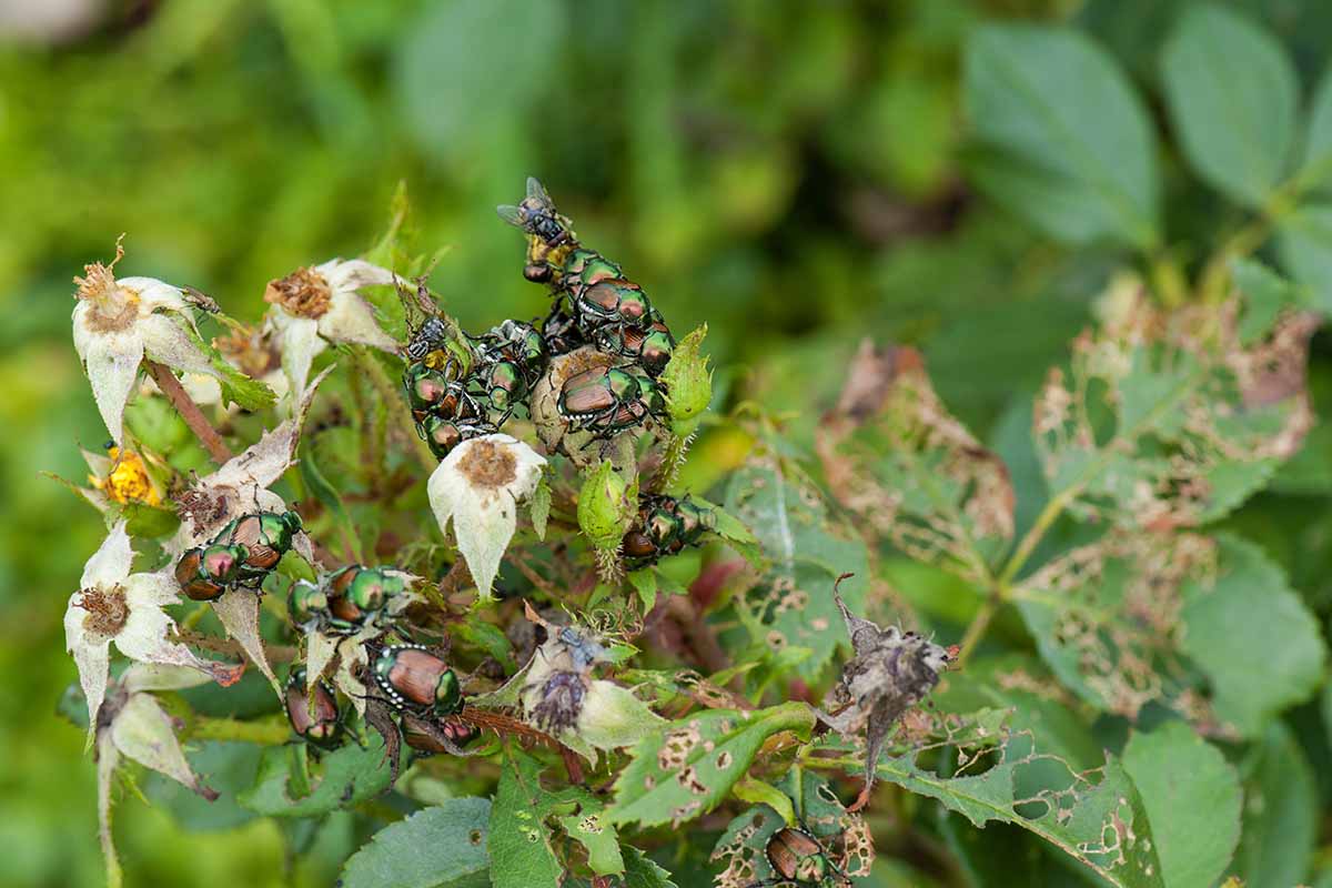 A close up horizontal image of an infestation of Japanese beetles on a sad looking plant in the garden.