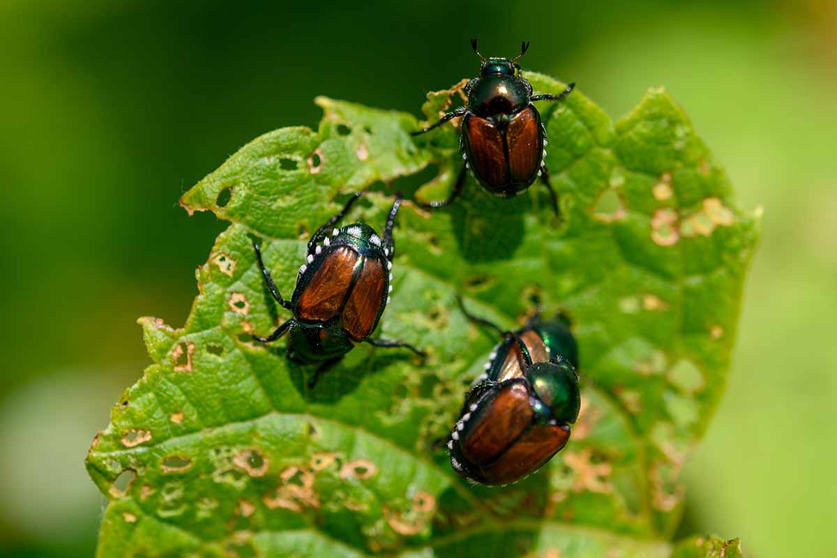 A close up horizontal image of three Japanese beetles feeding on a leaf pictured on a soft focus background.