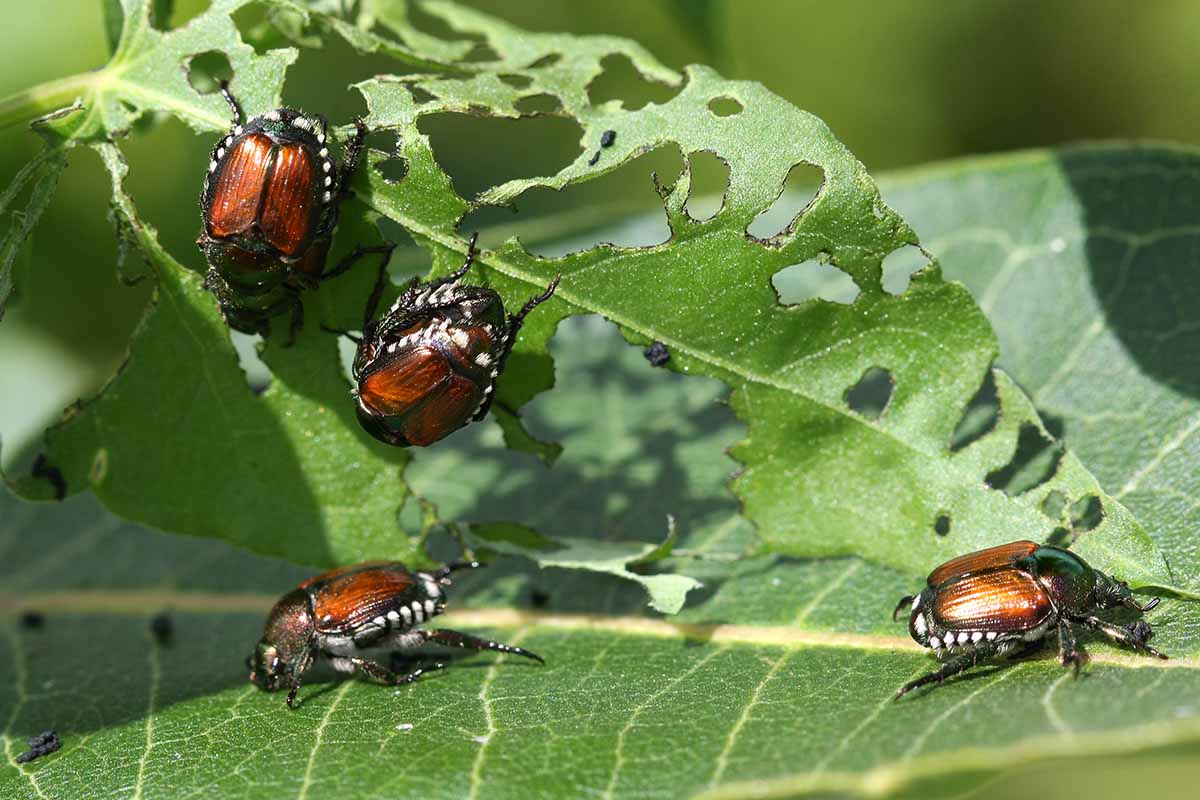 A close up horizontal image of pests feeding from a leaf in the garden pictured in light sunshine on a soft focus background.