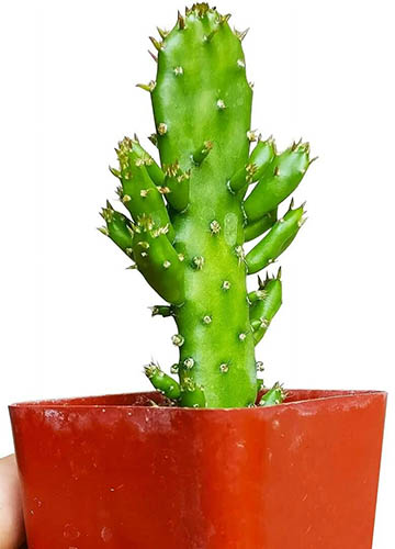 A close up of a 'Joseph's Coat' cactus growing in a small pot isolated on a white background.