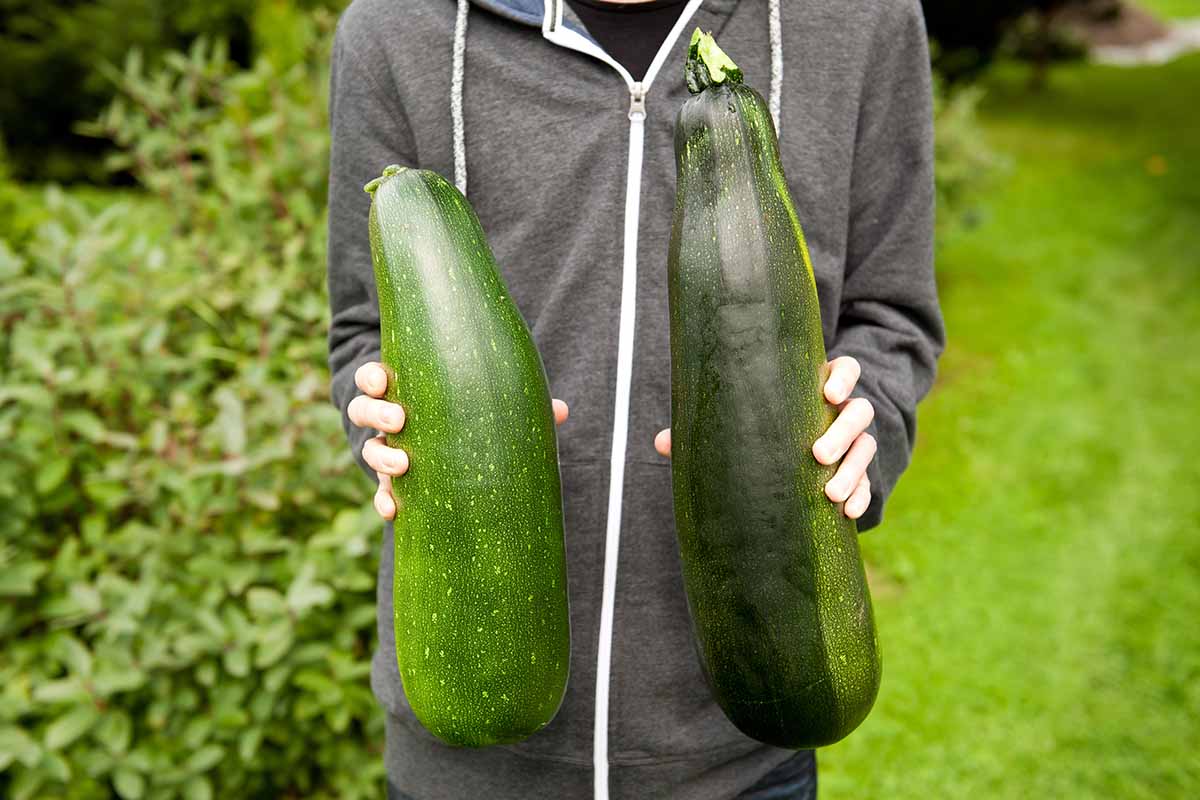 A horizontal photo of a gardener holding two large marrows just picked from the garden.