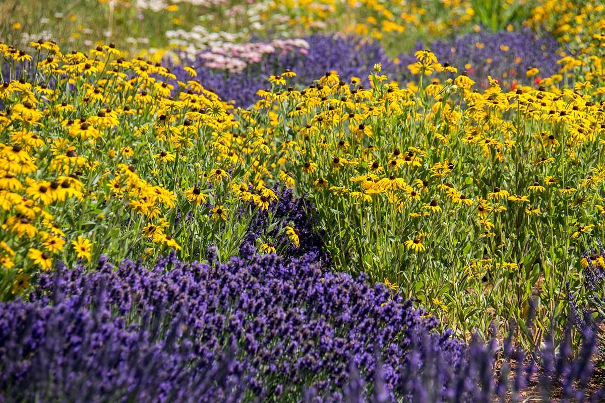 A horizontal image of lavender and black-eyed Susan flowers growing in the garden.