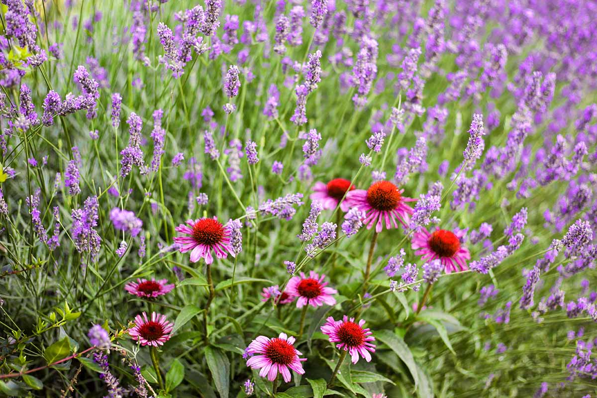 A horizontal image of coneflowers growing with lavender in a meadow.
