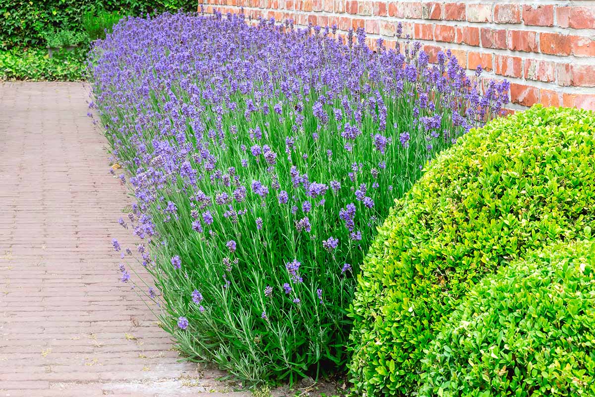 A close up horizontal image of a formal border outside a brick residence comprised of flowering lavender and pruned boxwood.