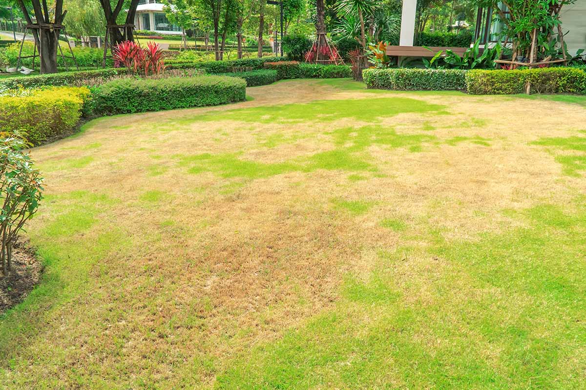 A horizontal image of a lawn with a large number of brown patches due to grubs.