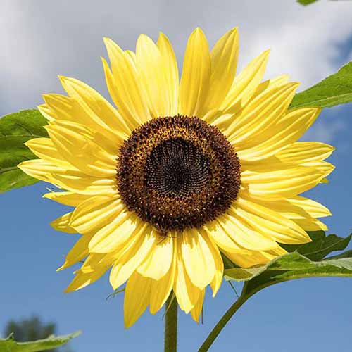 A close up square image of a single 'Lemon Queen' sunflower pictured on a blue sky background.