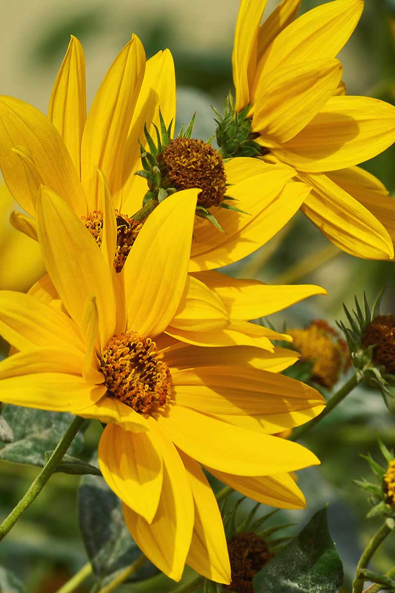 A close up vertical image of Maximillian's sunflowers growing in the garden pictured in bright sunshine.