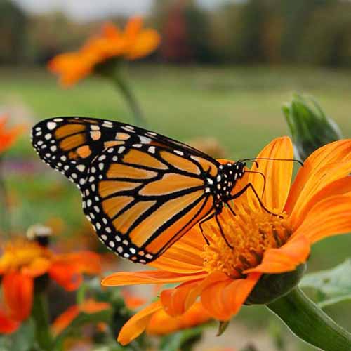 A square image of a butterfly feeding from an orange Mexican sunflower pictured on a soft focus background.