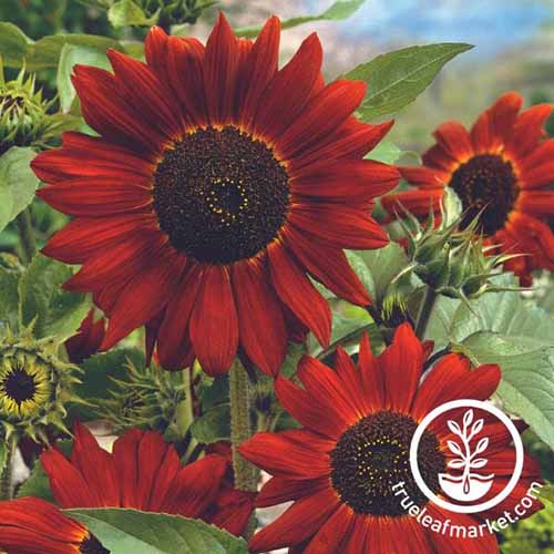 A close up square image of 'Midnight Rouge' red sunflowers growing in the garden. To the bottom right of the frame is a white circular logo with text.