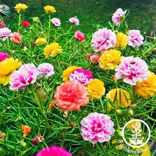 A close up square image of Portaluca aka moss rose flowers growing en masse in the garden. To the bottom right of the frame is a white circular logo with text.
