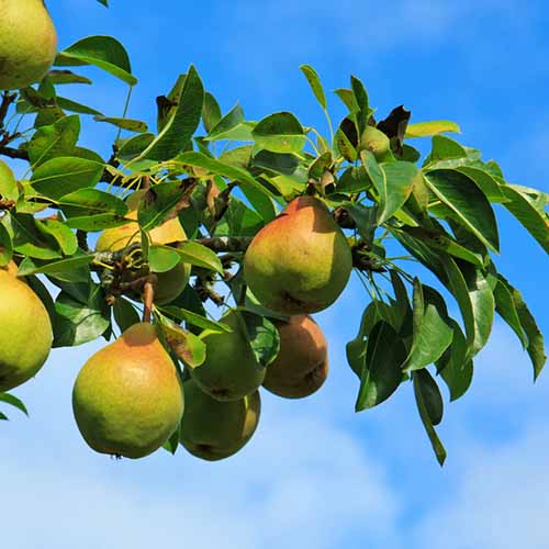 A close up square image of 'Moonglow' pears isolated on a blue sky background.