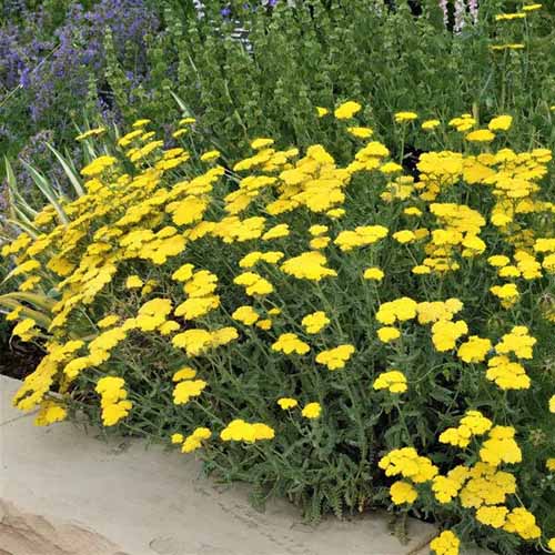 A square image of yellow yarrow growing in a garden border.