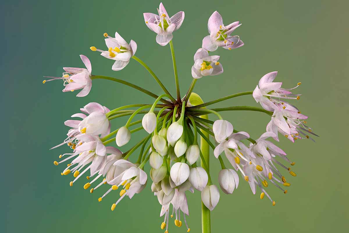 A close up horizontal image of a flower head of a nodding onion aka lady's leek pictured on a green soft focus background.