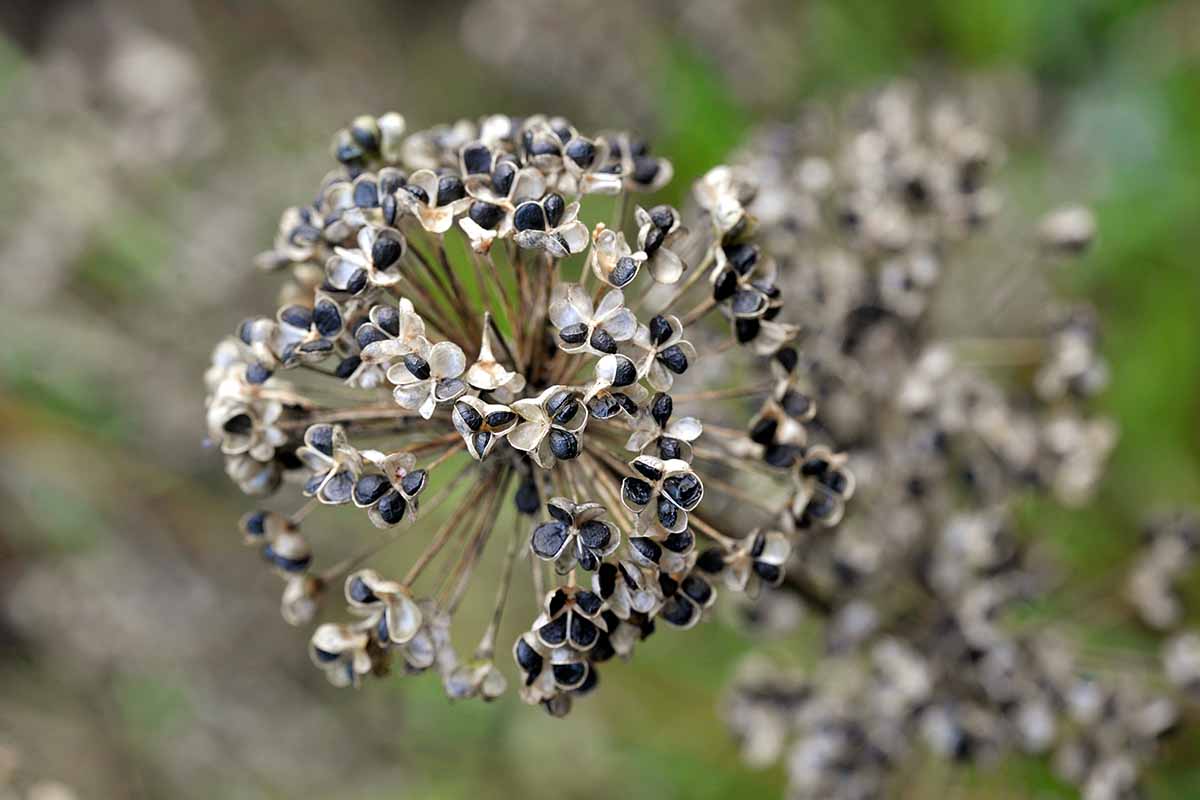 A close up horizontal image of the seed head of a nodding onion pictured on a soft focus background.