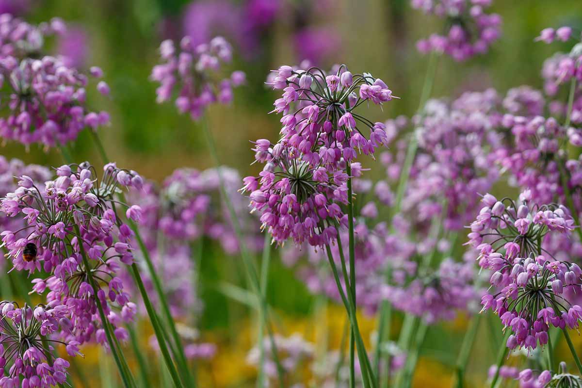 A close up horizontal image of a stand of nodding onions growing in the garden pictured on a soft focus background.