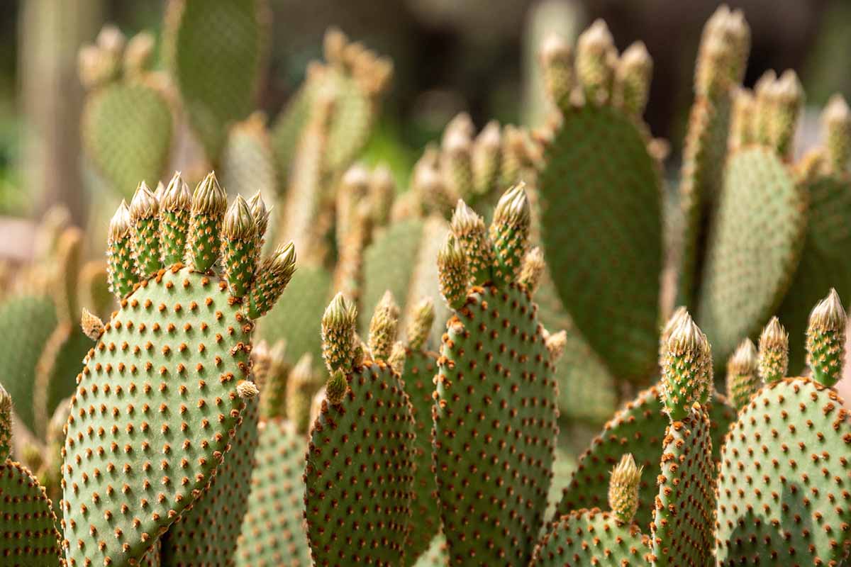 A close up horizontal image of a large Opuntia aurea growing wild pictured in light sunshine on a soft focus background.
