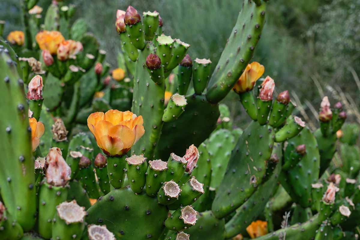 A horizontal image of a prickly pear cactus in bloom growing wild.
