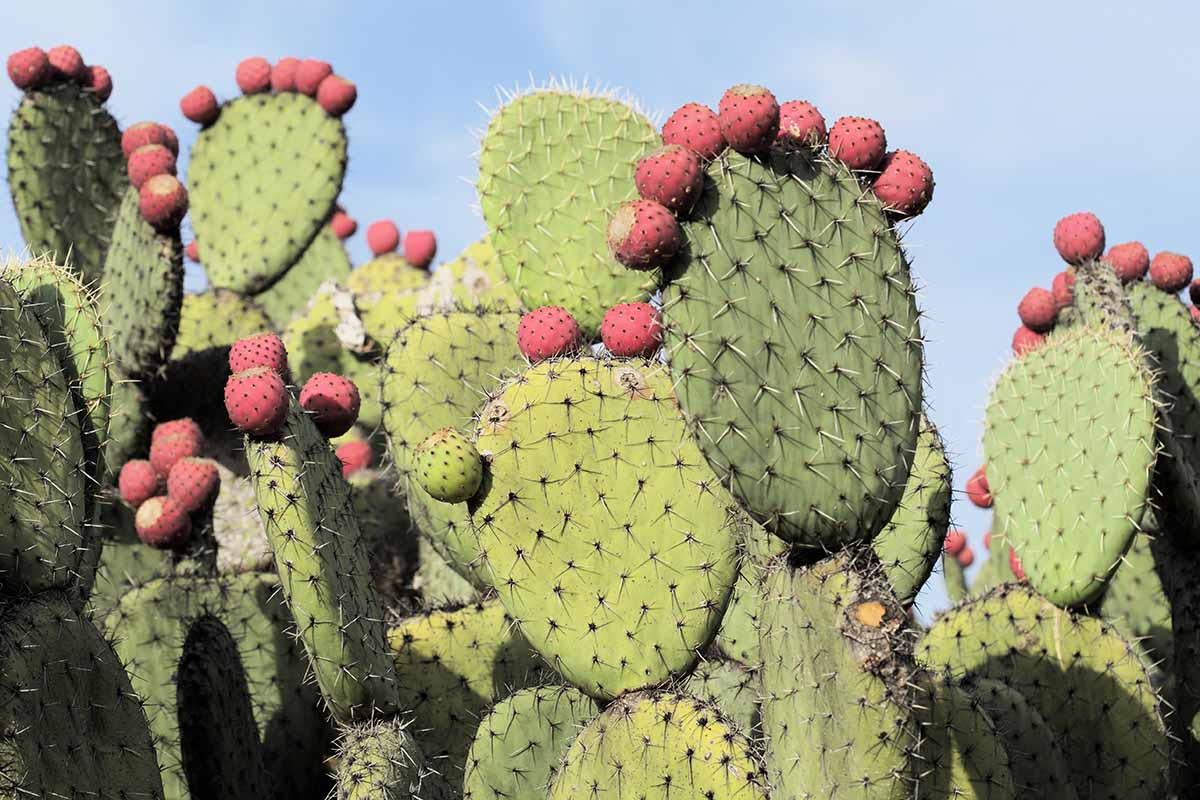 A horizontal image of a large Opuntia robusta with red fruits growing wild pictured on a blue sky background.