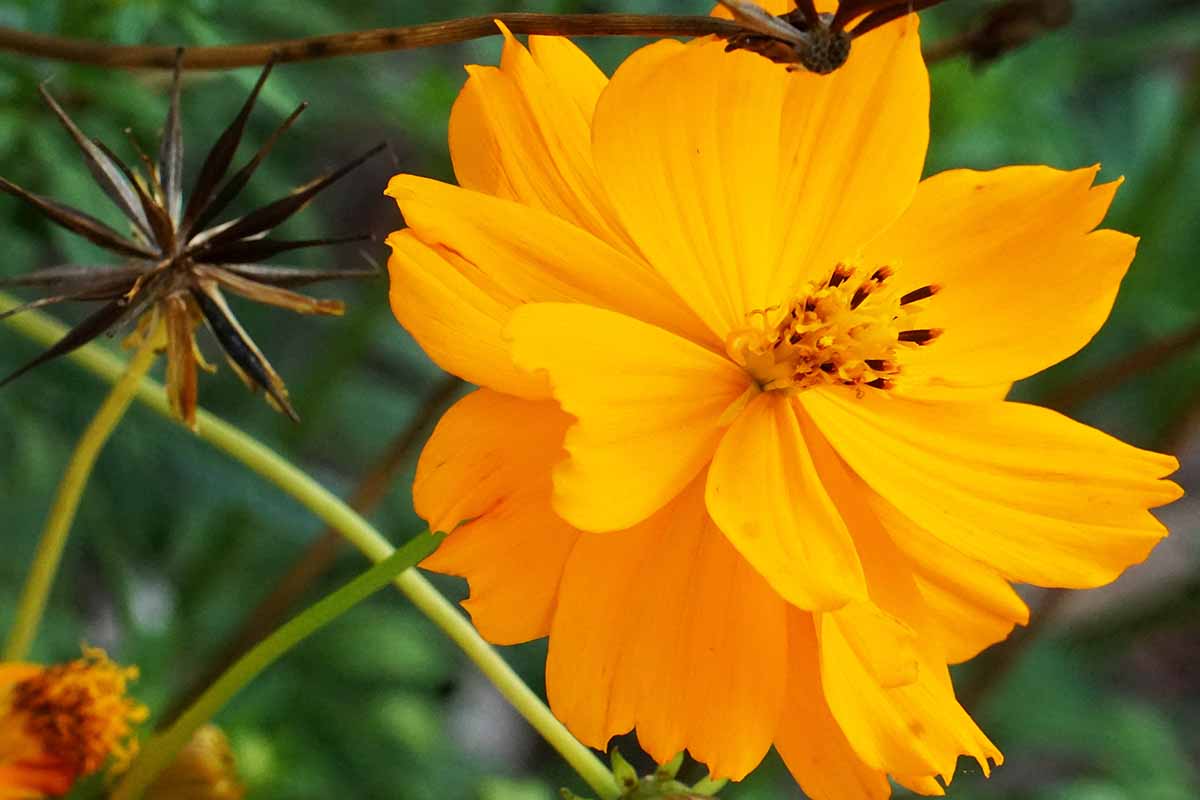A horizontal close up of an orange cosmos bloom with an unripe seed head at the bottom of the frame and a ripe seed head at the top.