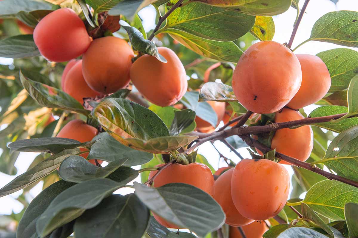 A close up horizontal image of ripe persimmon fruits growing on the tree.