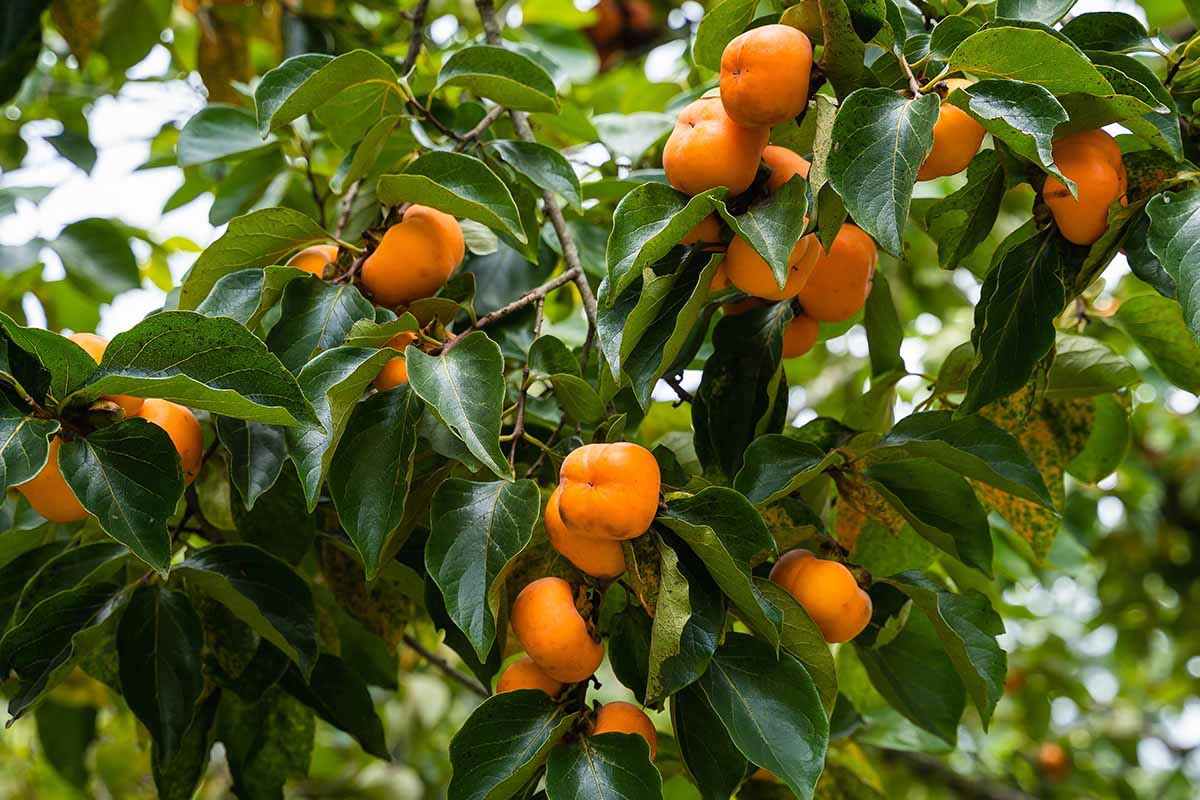 A horizontal image of a persimmon tree laden with ripe fruits growing in the garden.