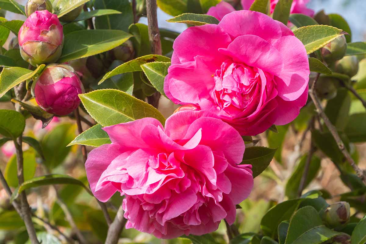 A close up horizontal image of pink camellia flowers pictured in bright sunshine with foliage in soft focus background.
