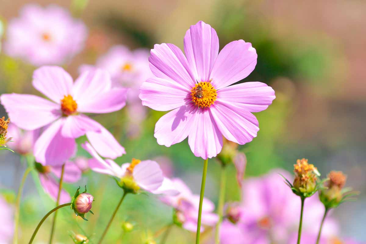 A horizontal photo of several pink flowers growing in the garden.