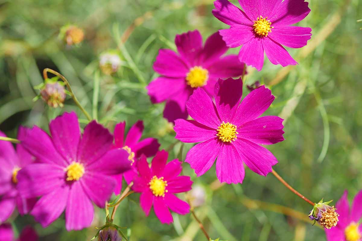 A close up horizontal image of bright pink cosmos flowers growing in the garden pictured on a soft focus background.
