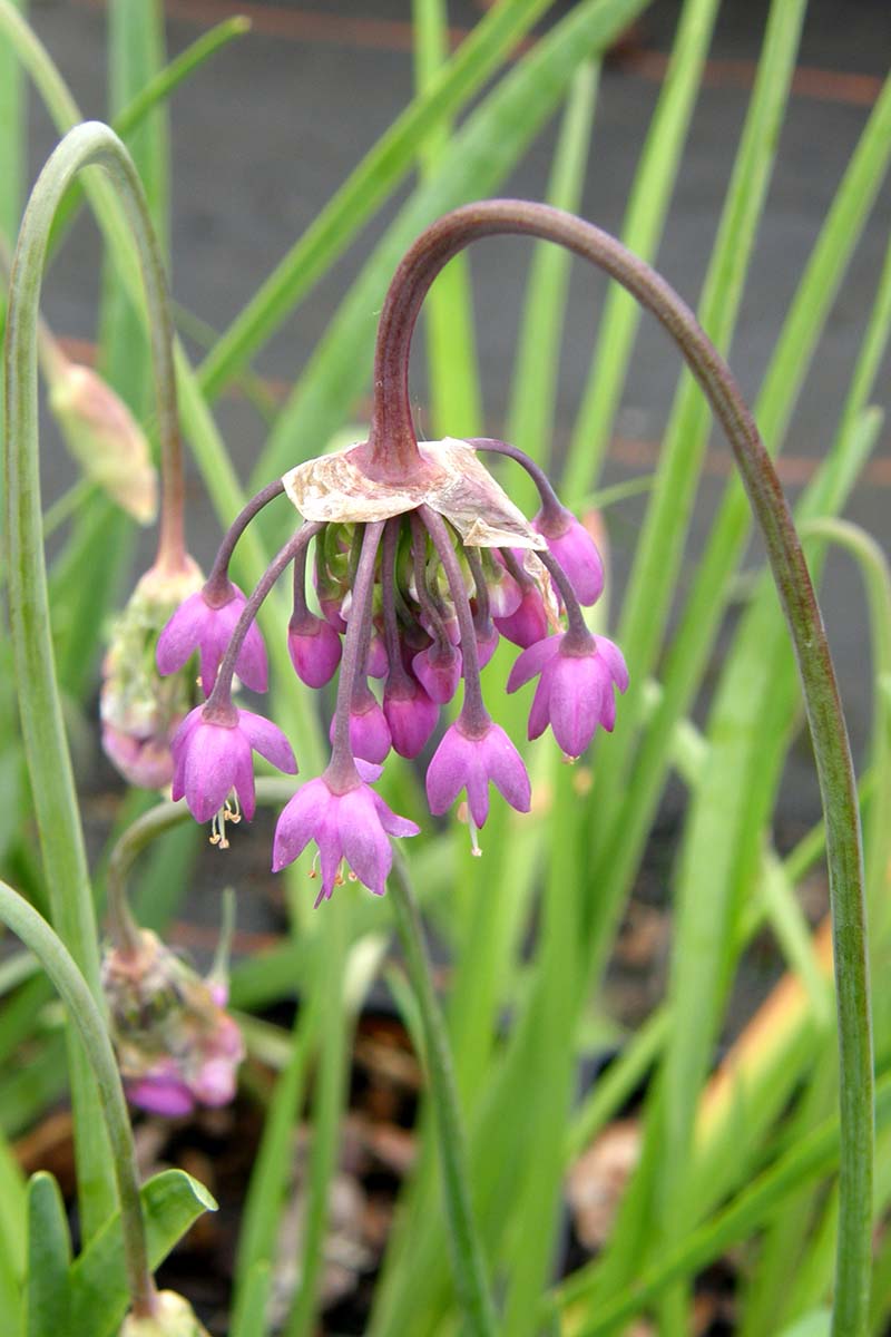 A close up vertical image of a pink lady's leek aka nodding onion flower showing the crook-handled flower stalk.